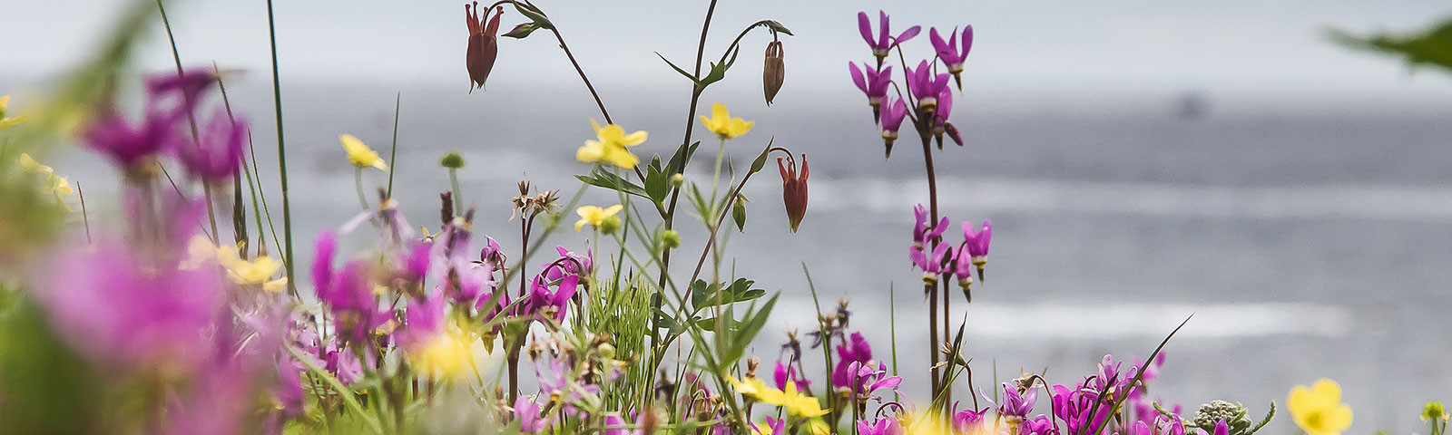 Alaskan Wildflowers